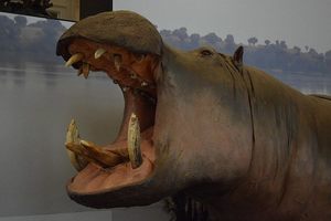 hip2520hip2520hipp Las colecciones del Museo Real de Historia Natural de África Central en Tervuren, Bélgica