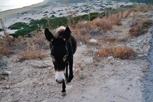Dipkarpaz_Karpaz_Milli_Parki_Esel_09 Los burros del Parque Nacional de Dipkarpaz, Chipre