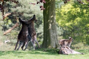 leonard2520 Los jardines y lagos de Leonardslee en Lower Beeding, Inglaterra