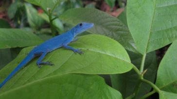 Los lagartos azules de la isla Gorgona en Guapi, Colombia 1