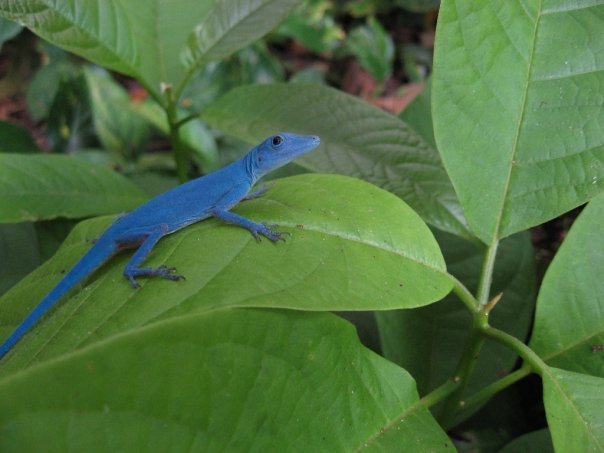 los-lagartos-azules-de-la-isla-gorgona-en-guapi-colombia Los lagartos azules de la isla Gorgona en Guapi, Colombia 1
